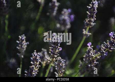 Bee drinking nectar from lavendar Stock Photo