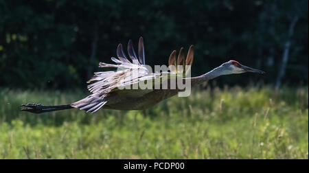 sandhill crane in flight Stock Photo