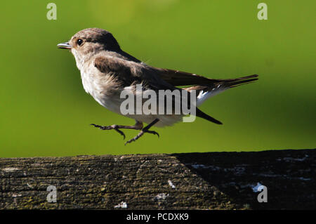 Spotted Flycatcher in vertical take off mode! Stock Photo
