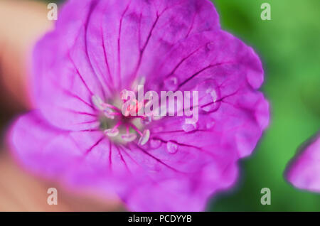 Purple blooming Spiraea salicifolia flowers. Natural background Stock Photo