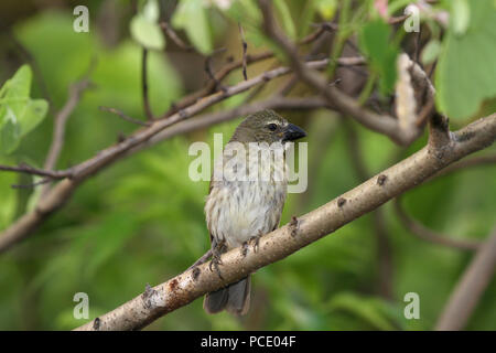 Streaked Saltator Cardinal perched on a tree branch early in a cool morning Stock Photo