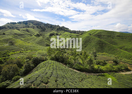 Cameron Highland Tea Farm Stock Photo