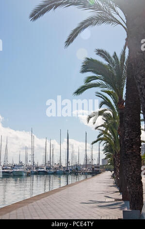 PALMA DE MALLORCA, SPAIN - NOVEMBER 9, 2011: Palm promenade and moored sailing yachts along the Paseo Maritimo on November 9, 2011 in Palma de Mallorc Stock Photo