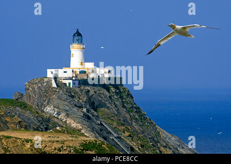 Northern gannet (Morus bassanus) in flight and Muckle Flugga lighthouse, Britain's most northerly lighthouse on Unst, Shetland Islands, Scotland, UK Stock Photo