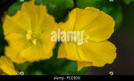 A macro shot of a creeping jenny bloom. Stock Photo