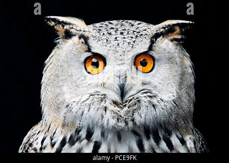 Portrait of Siberian eagle owl (Bubo bubo sibiricus) looking at camera against black background Stock Photo