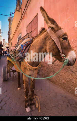 Rickshaw in Marrakesh Marrakech Morocco Stock Photo - Alamy