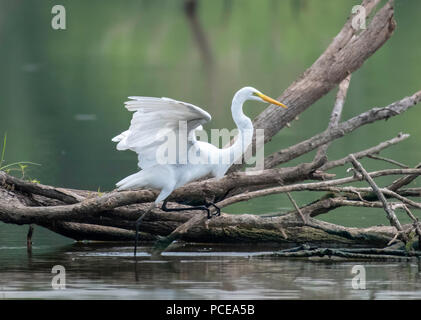 A great egret, Ardea alba, hunts fish amid sticks and logs in a horizontal composition with selective focus.