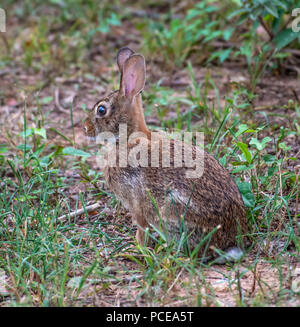 An eastern cottontail (Sylvilagus floridanus) forages in the Red River National Wildlife Refuge, in northwest Louisiana. Stock Photo