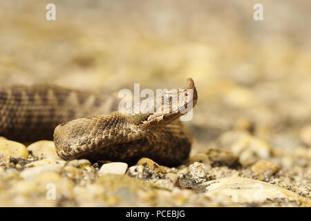 closeup of juvenile sand viper ( Vipera ammodytes ) Stock Photo