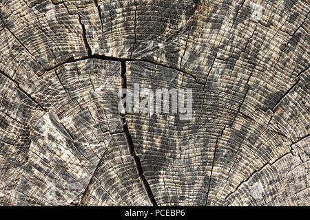 cross section of elm tree, wood texture with annual ring Stock Photo