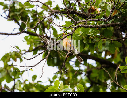 Rufous- Backed Robin (nombre científico Turdus Rufopalliatus) . Zorsal Doscicanelo por su nombre común. Es un ave Mexicana. En el Oeste de Mexico..  A Stock Photo