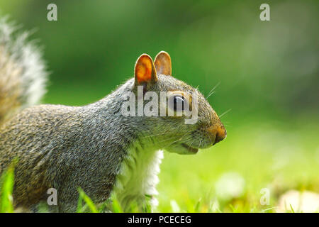 grey squirrel portrait on lawn ( Sciurus carolinensis ) Stock Photo