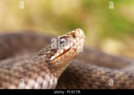 portrait of female common european viper ( Vipera berus ) Stock Photo