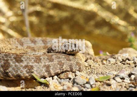 rarest european viper, blunt nosed viper from Milos island ( Macrovipera lebetina schweizeri ) Stock Photo