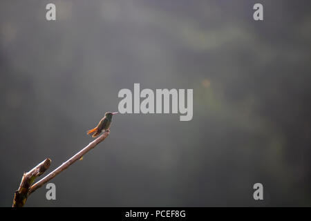 Single Tiny Hummingbird with Orange Tail on Branch with Muted Background Stock Photo