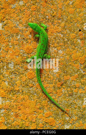 Bright green lizard on orange stone background Stock Photo