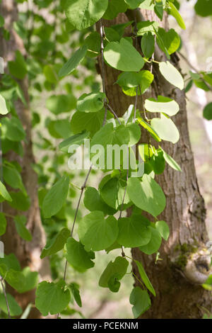 Cercidiphyllum japonicum f. pendulum. Stock Photo