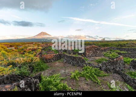 The silhouette of the Mount Pico, overlooking the hedge rows dividing the vineyards of Pico Island at sunset, Azores, Portugal Stock Photo