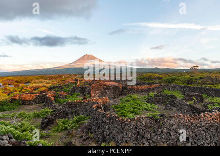 The silhouette of the Mount Pico, overlooking the hedge rows dividing the vineyards of Pico Island at sunset, Azores, Portugal Stock Photo