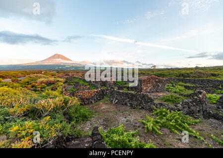 The silhouette of the Mount Pico, overlooking the hedge rows dividing the vineyards of Pico Island at sunset, Azores, Portugal Stock Photo