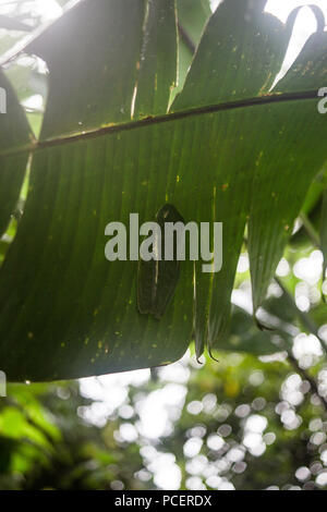 Green red eyed tree frog sleeping under a leaf in Costa Rica rainforest Stock Photo
