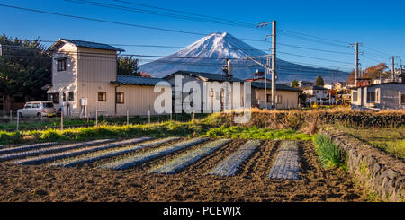 Snow-capped Mount Fuji (Fujisan, 富士山) with autumn foliage from Lake Kawaguchi (Kawaguchiko, 河口湖) at Oishi Park (大石公園), Chubu Region, Japan. Stock Photo