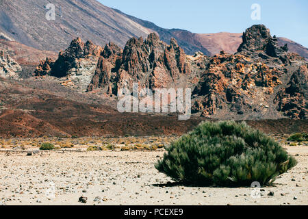 Highest peak of Volcano Mount Teide with desert lonely bush in front of landscape. Tenerife, Canary islands Stock Photo