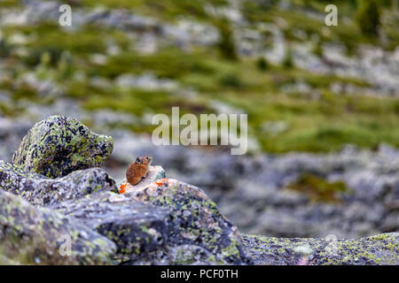A close-up of a small cute brown mouse with large ears sits on a large brown stone rock in the mountains. Stock Photo