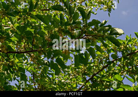 Branch with ripe and unripe fruits of White mulberry or Morus alba tree in garden, district Drujba, Sofia, Bulgaria Stock Photo