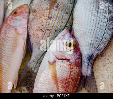 Red Snapper Catch Of The Day. Closeup. Isolated. Stock Image Stock Photo