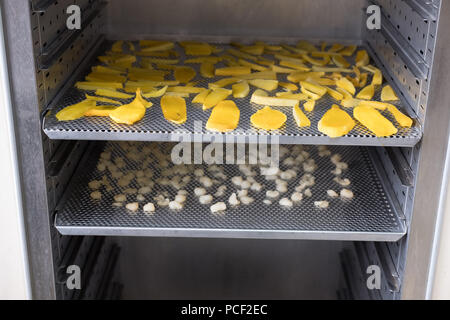 tropical fruit drying in hot air oven. dried mango, longan on stainless tray Stock Photo
