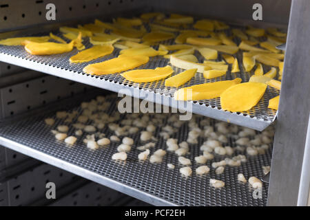 tropical fruit drying in hot air oven. dried mango, longan on stainless tray Stock Photo