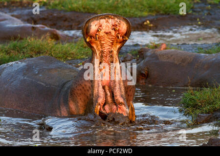A bull hippo makes an inpressive warning yawn at the Ikuu Hippo Pools in Katavi National Park. The natural spring fed wallow is vital for the survival Stock Photo