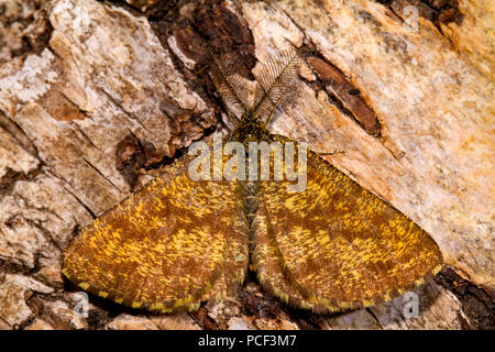 common heath moth, (Ematurga atomaria) Stock Photo