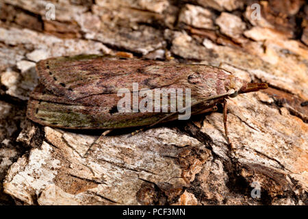 bee moth, (Aphomia sociella) Stock Photo