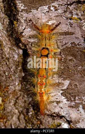 rusty tussock moth, caterpillar, (Orgyia antiqua) Stock Photo