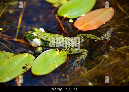 edible frog, (Rana esculenta) Stock Photo