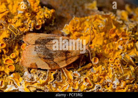 barred fruit-tree tortrix moth, (Pandemis cerasana) Stock Photo