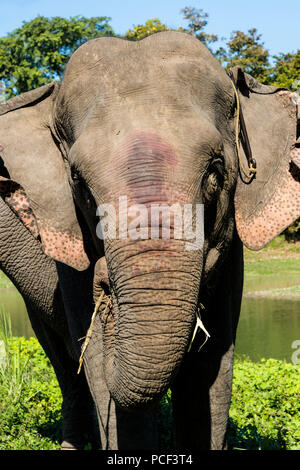 Indian elephant (Elephas maximus indicus) feeding on grass and leaves, Kaziranga National Park, Assam, India Stock Photo