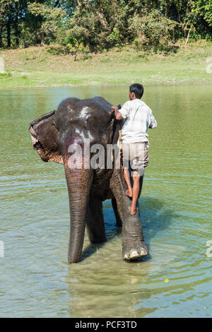 Mahout standing on the back of his Indian elephant (Elephas maximus indicus) and taking a bath in the river, Kaziranga National Park, Assam, India Stock Photo