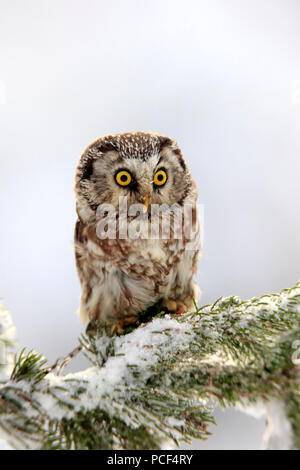 Boreal Owl, adult, Zdarske Vrchy, Bohemian-Moravian Highlands, Czech Republic, (Aegolius funereus) Stock Photo