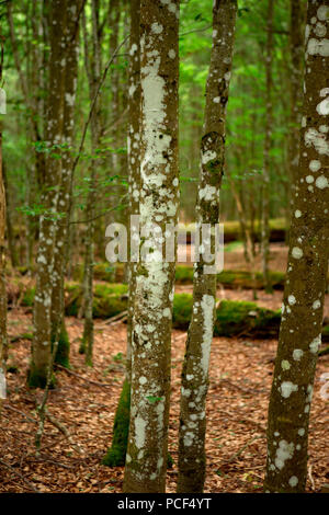 Watzlik-Hain primeval forest, bavarian forest Stock Photo