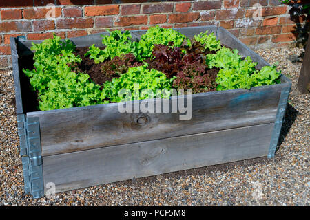 raised bed with lettuce Stock Photo