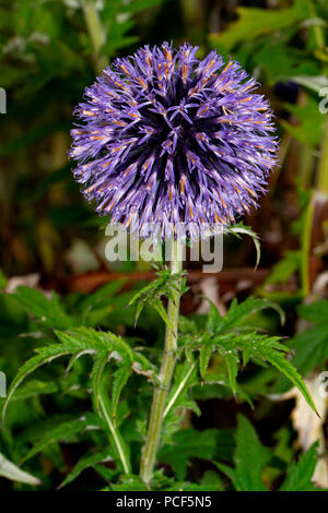 southern globethistle, (Echinops ritro) Stock Photo