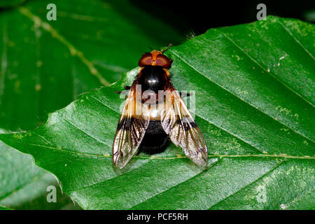 pellucid hoverfly, (Volucella pellucens) Stock Photo