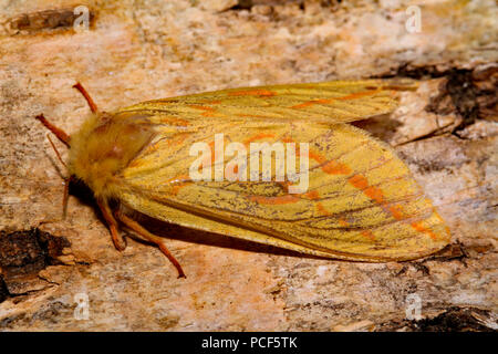 Ghost swift moth Hepialus humuli caterpillar in soil Stock Photo - Alamy