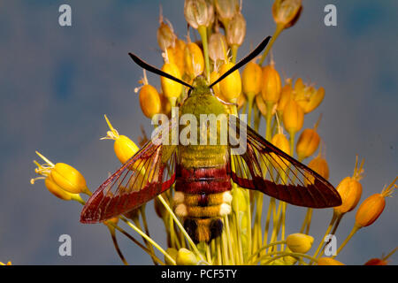 broad-bordered bee hawk-moth, (Hemaris fuciformis) Stock Photo