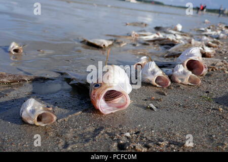 Symbolic picture, fish dying in summer, cods smothered by oxygen depletion in the water on the beach of Eckernförde, Germany Stock Photo