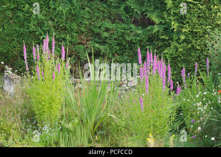 Purple Loosestrife, Lythrum salicaria, in garden wildlife pond, Sussex, UK, July Stock Photo